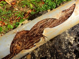 Sewer line split with roots