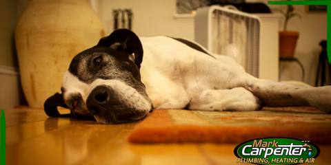 Pets and Your Indoor Air Quality Photo