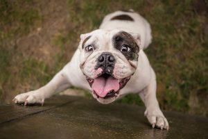 Dog standing up against a fence