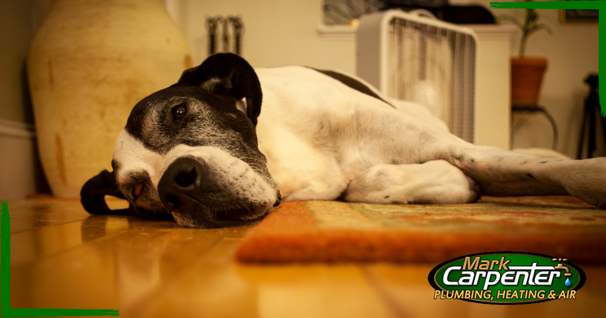 dog laying on floor indoors