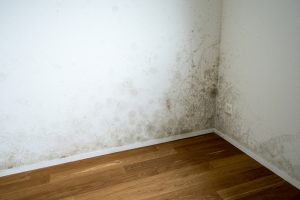 Mold in a corner of a room